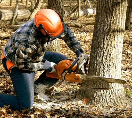 Tree Removal in Warrens, WI